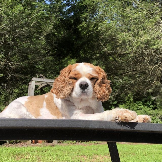 Sunbathing Charlie