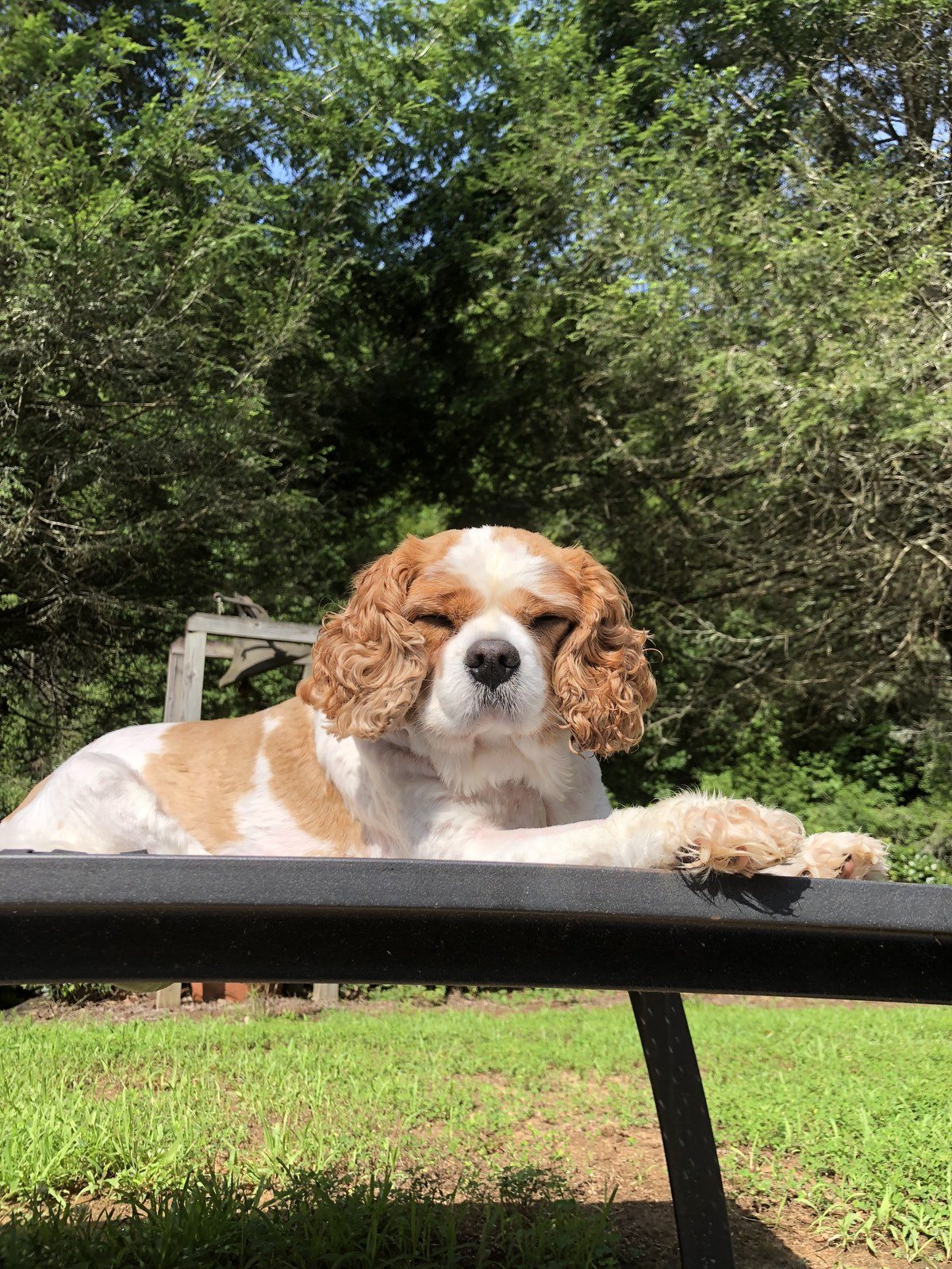 Sunbathing Charlie