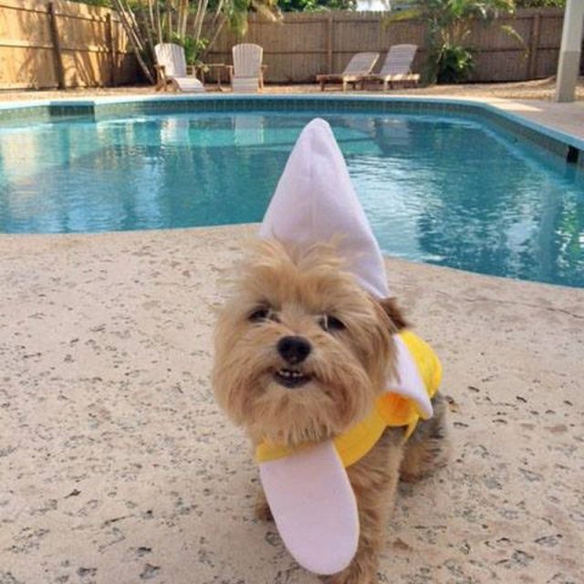 Captain Banana!