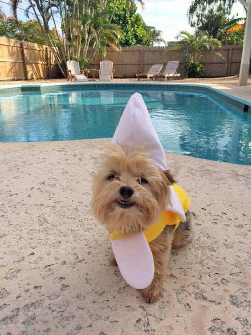 Captain Banana!