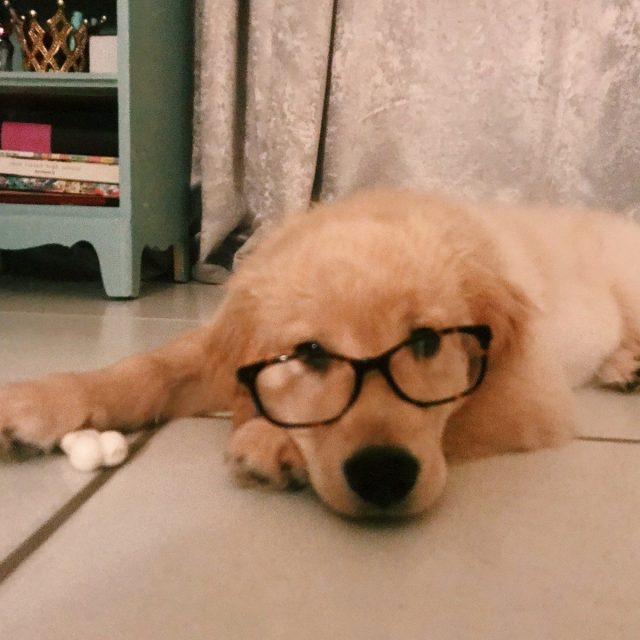 Smart Puppies Only