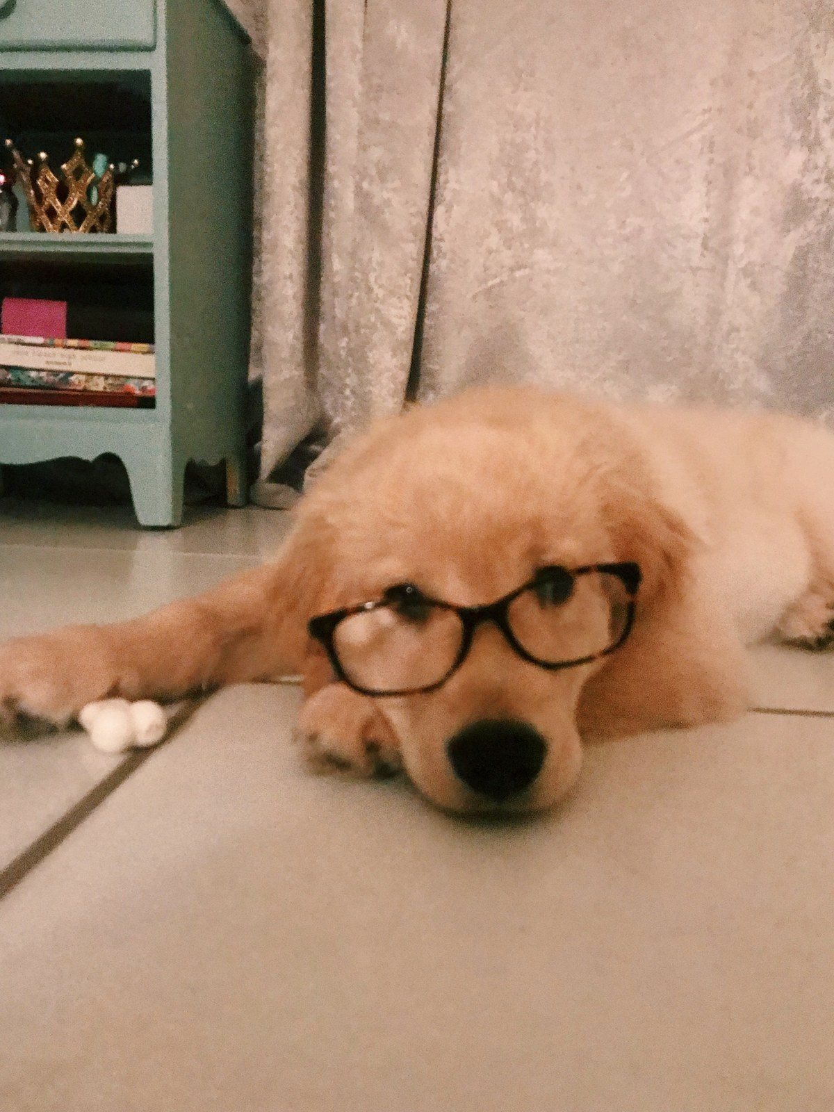 Smart Puppies Only