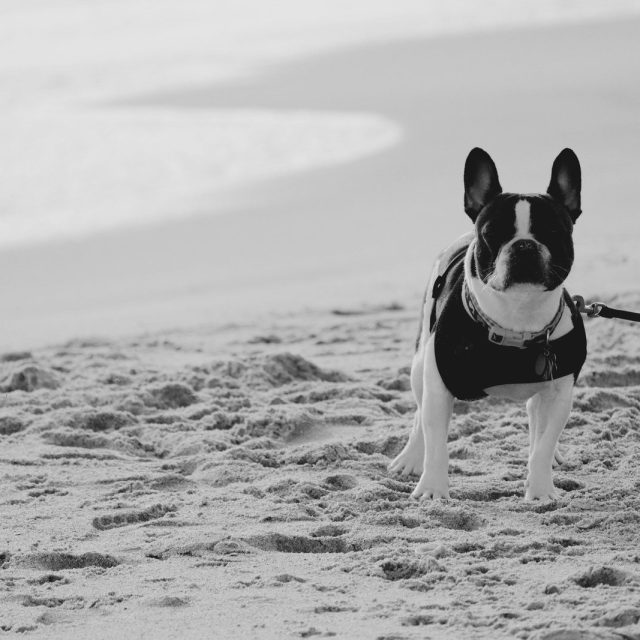Pet Beach Yeah!