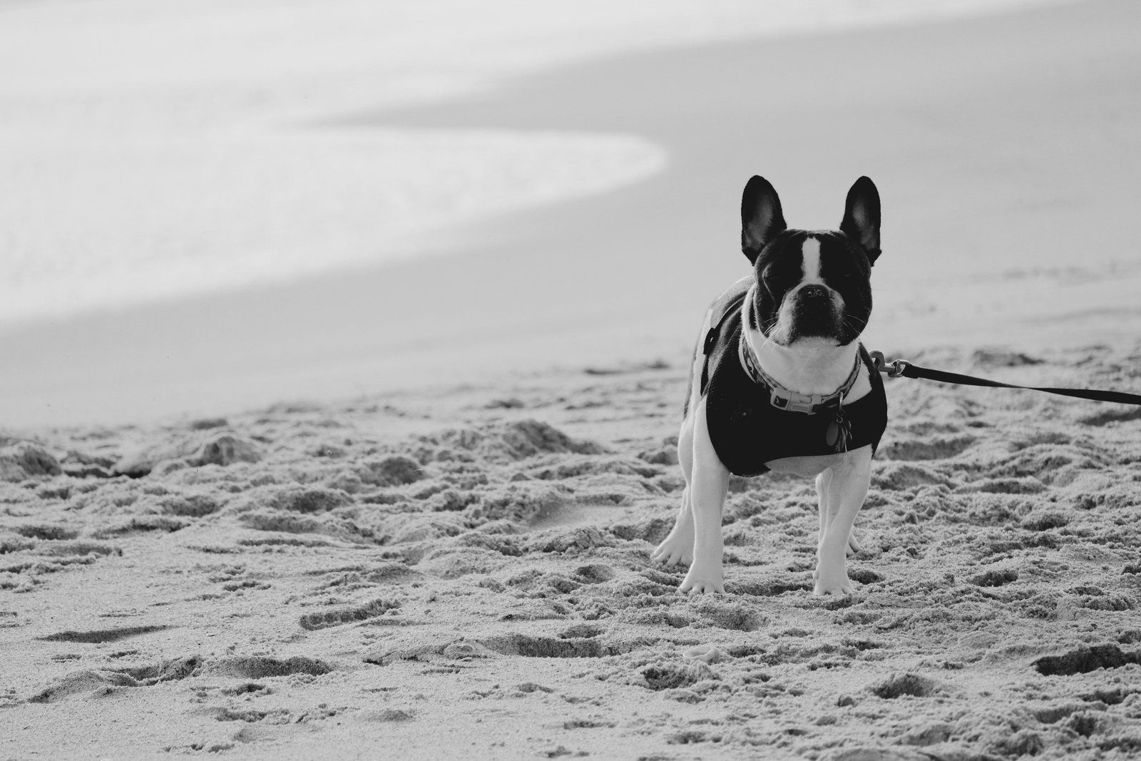 Pet Beach Yeah!