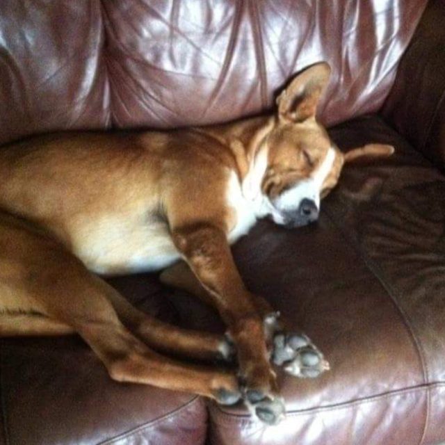 Sweet Dreams