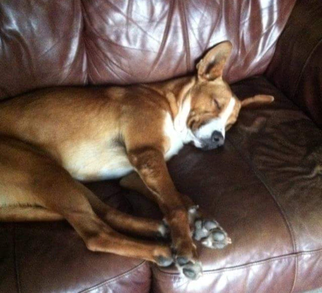 Sweet Dreams