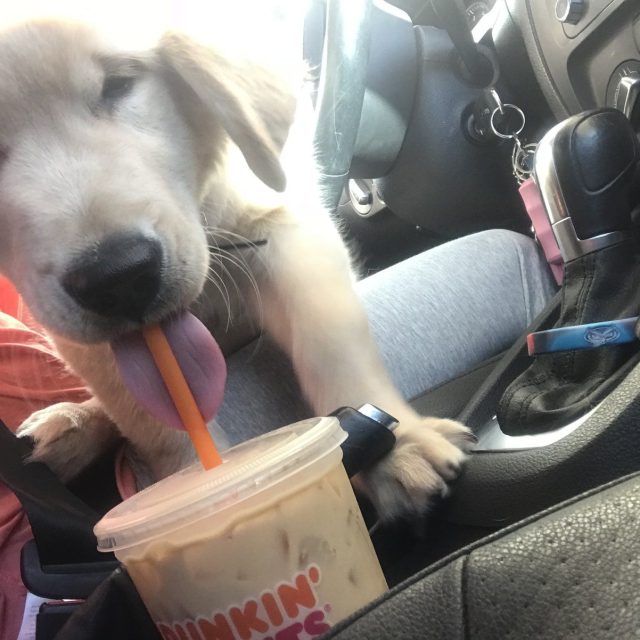 Dunkin Runs Are The Best Runs