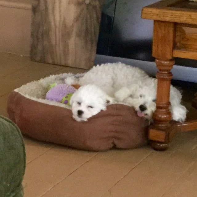 Daisy And Lily