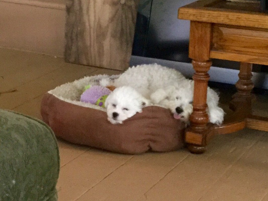 Daisy And Lily