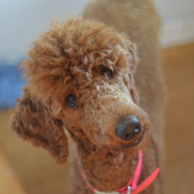 Roxanne''s Close Up