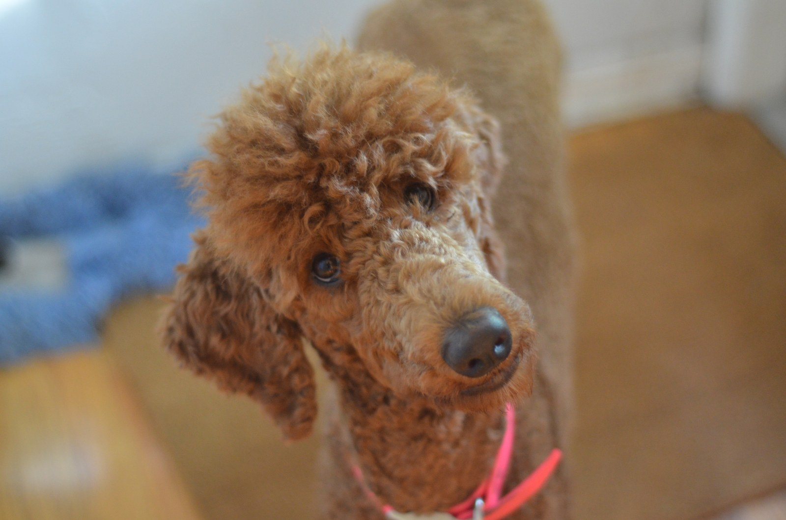 Roxanne''s Close Up
