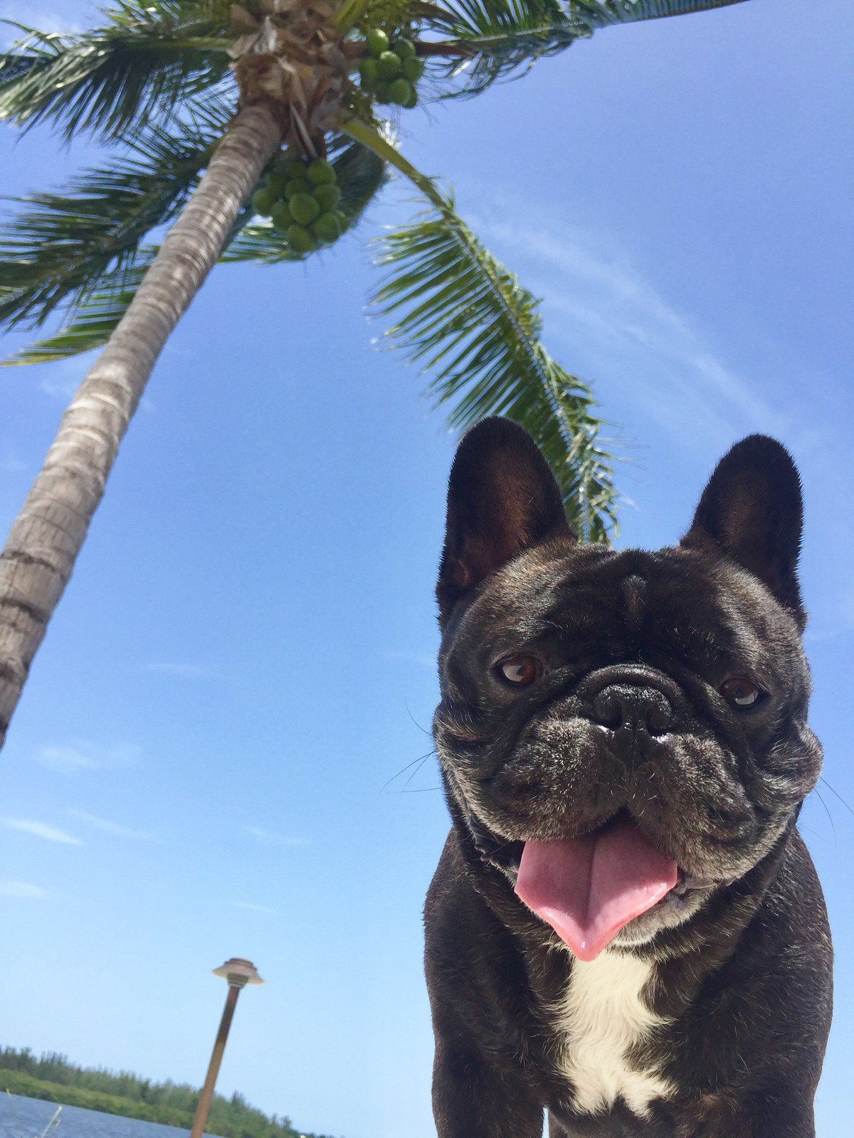 Pardon My Frenchie.