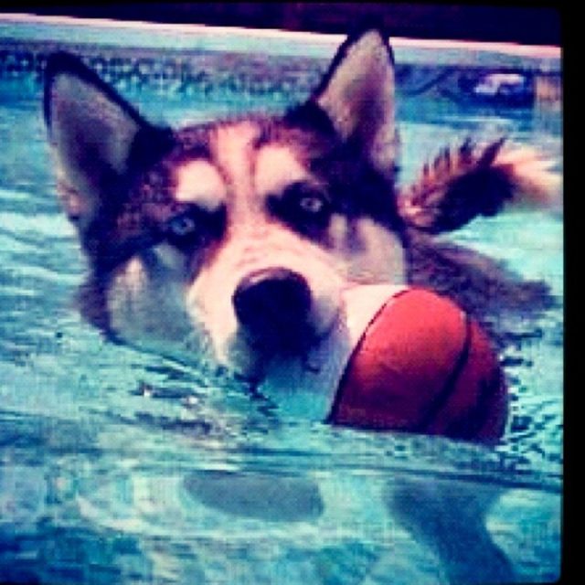 Swimming Husky