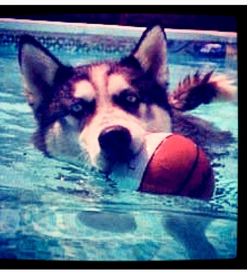 Swimming Husky