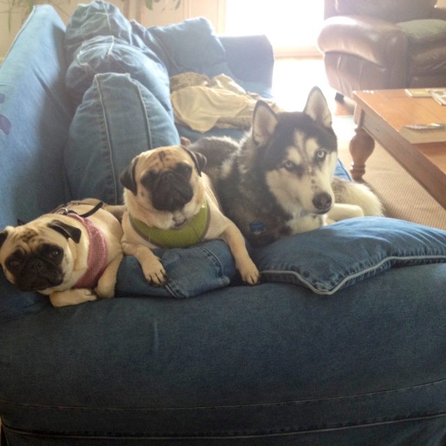 2 Pugs & A Husky