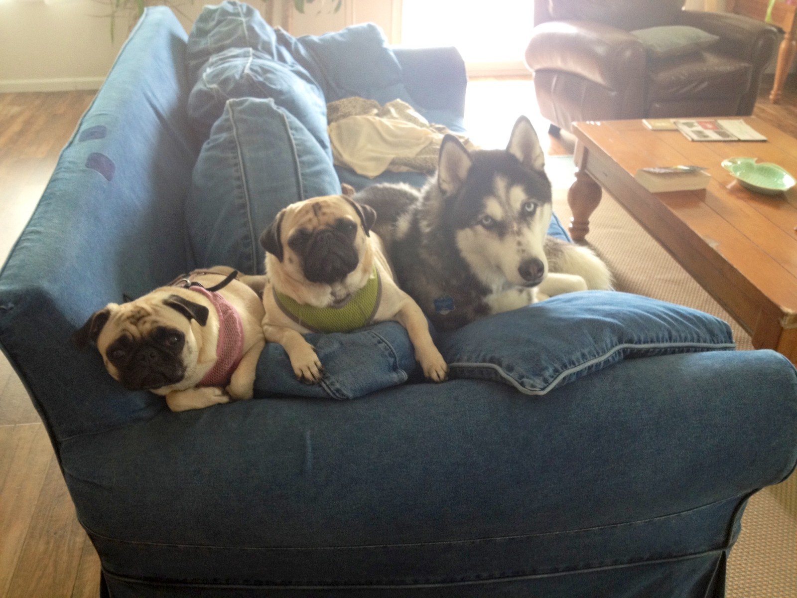 2 Pugs & A Husky