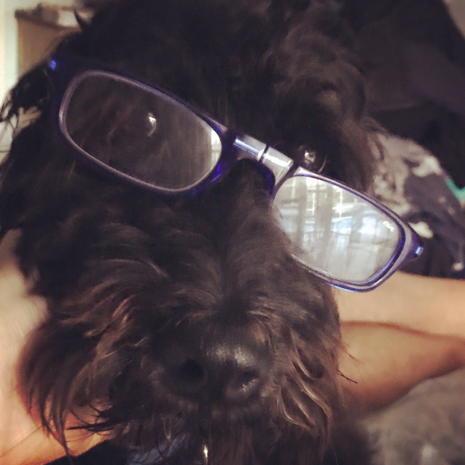 Rasta Redbeard The Reader