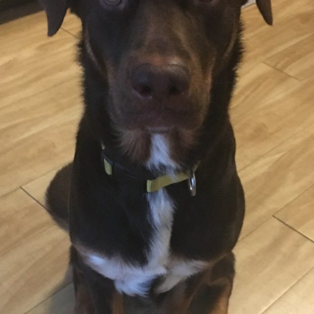 Laser Focused On Those Treats