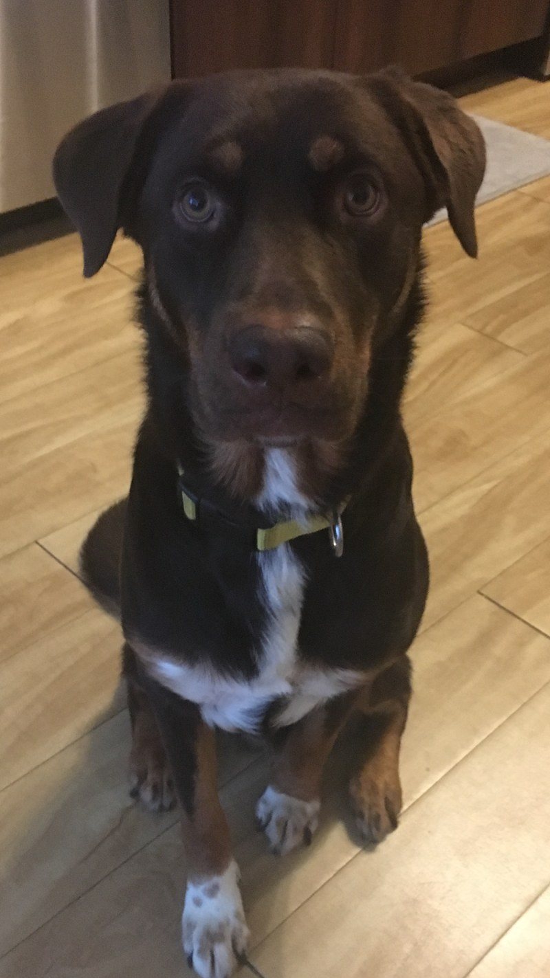 Laser Focused On Those Treats