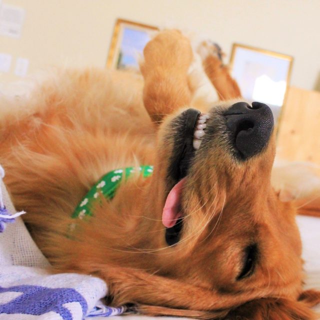 Ms. Murphy On The Day After St. Patrick's Day Parade