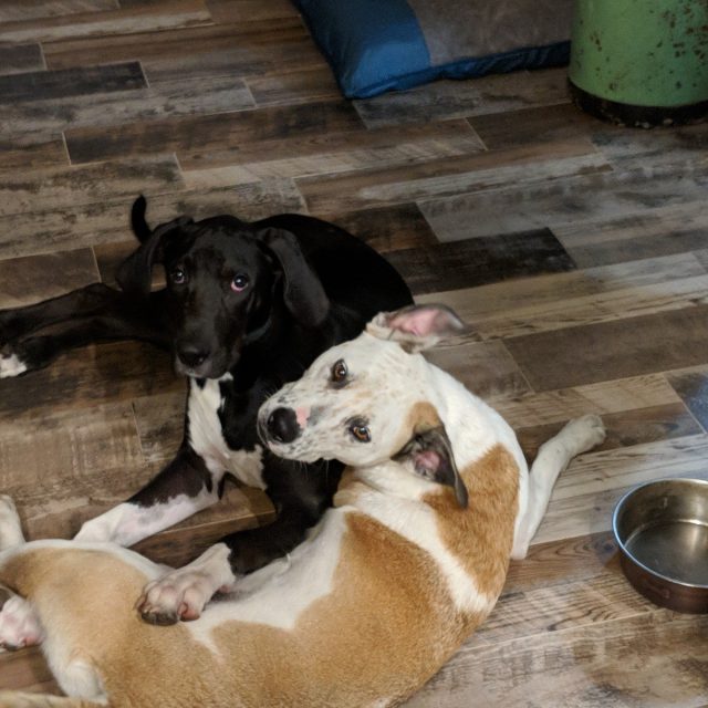 Rose And Remi