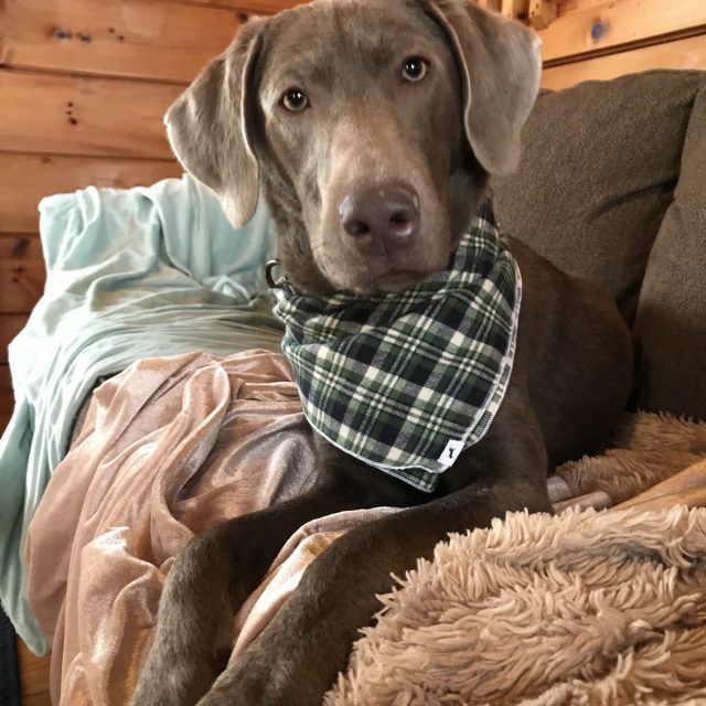 Scout The Silver Lab