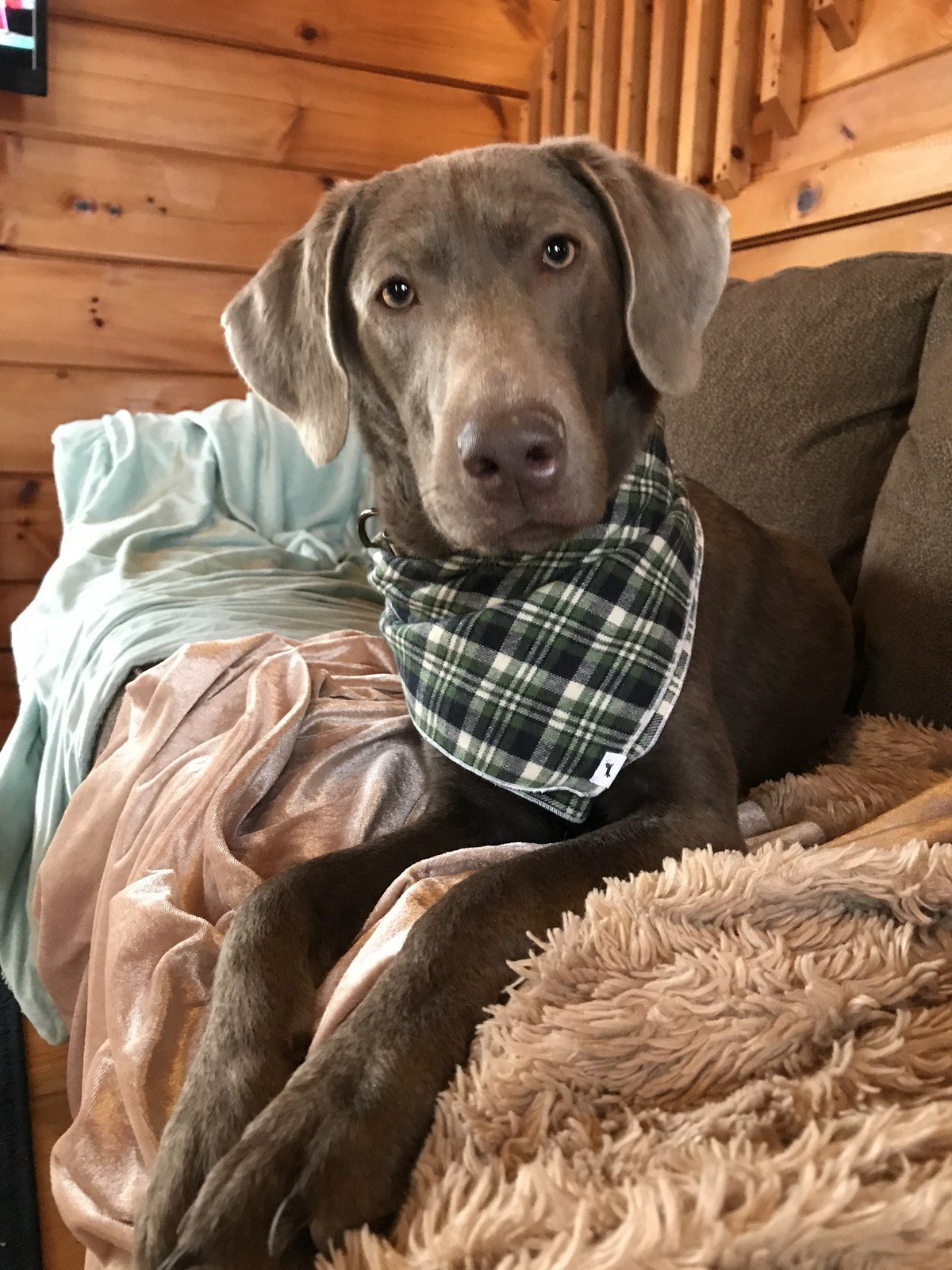 Scout The Silver Lab