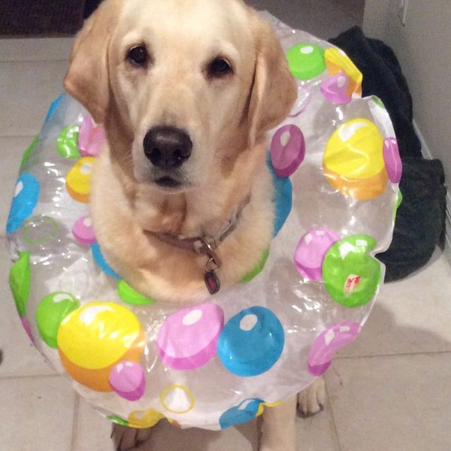 Ready For A Swim