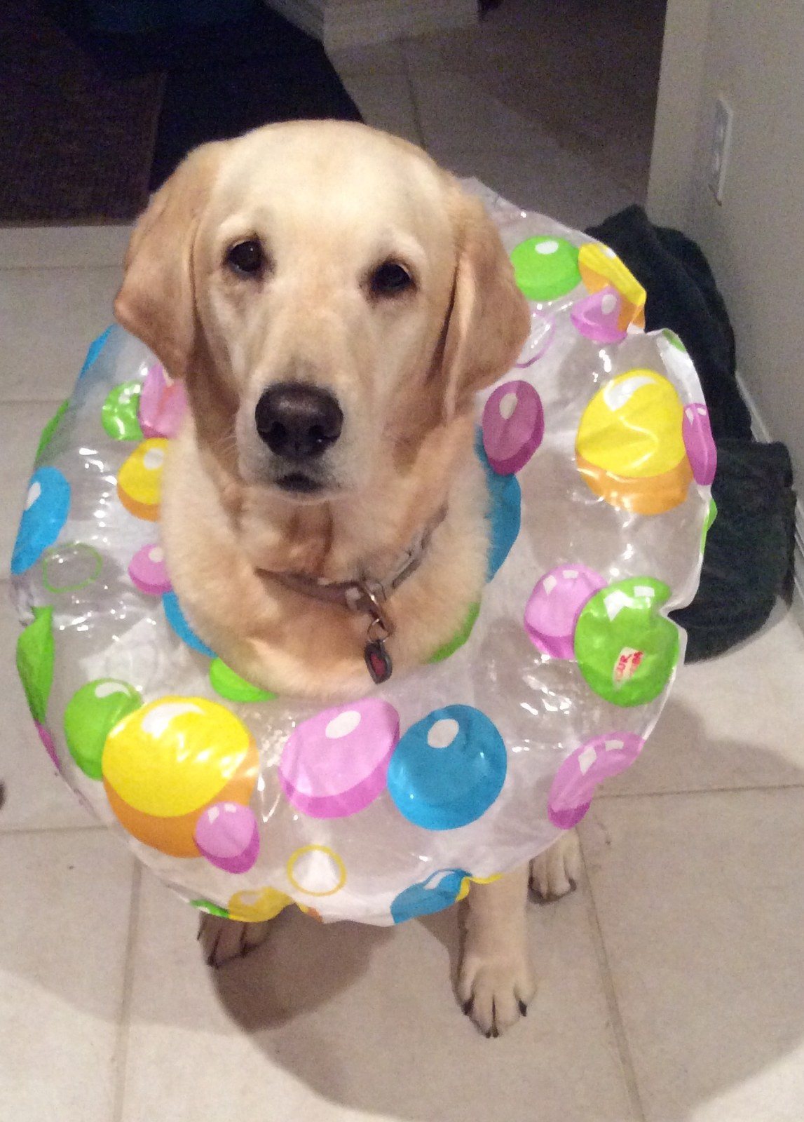 Ready For A Swim