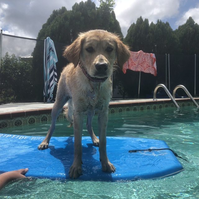 Stella The Surfin' Pup