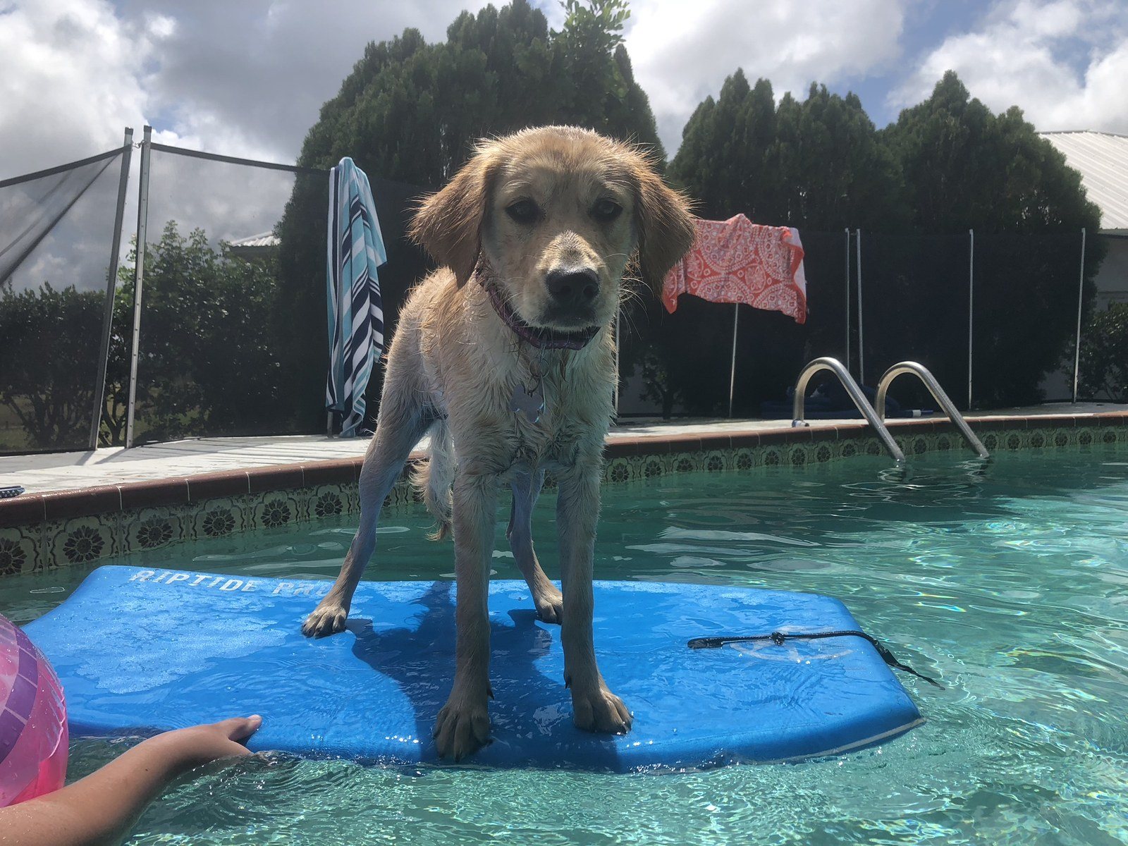 Stella The Surfin' Pup