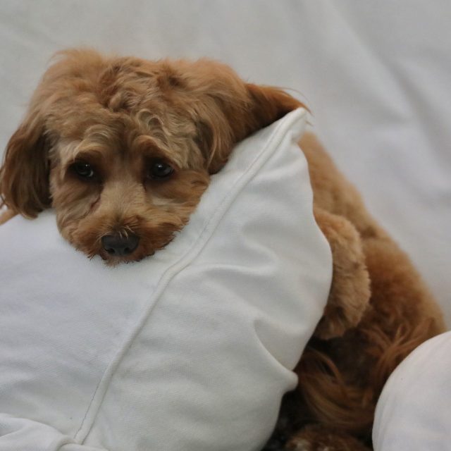 I'm Daisy And I Love It Comfy