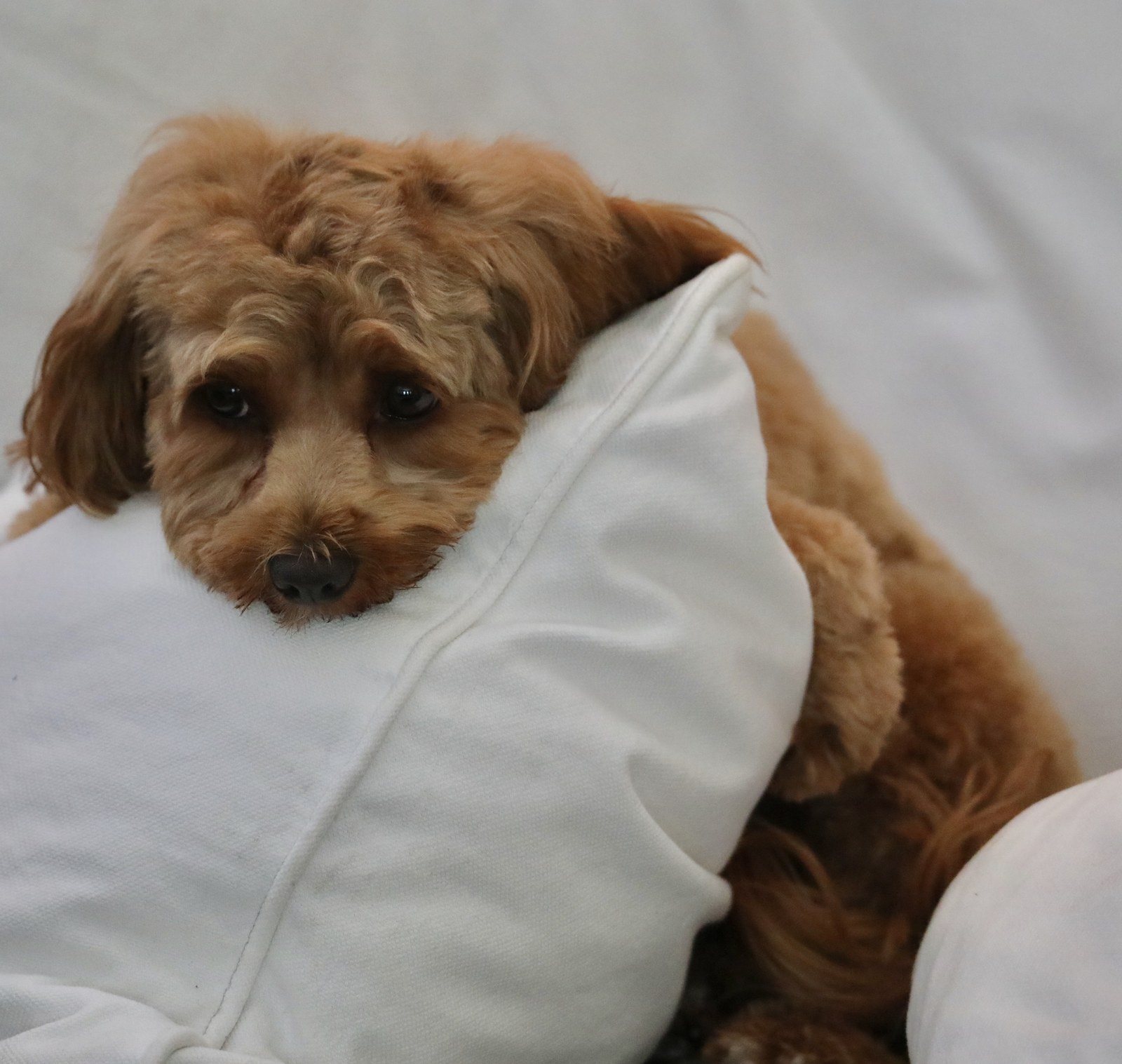 I'm Daisy And I Love It Comfy