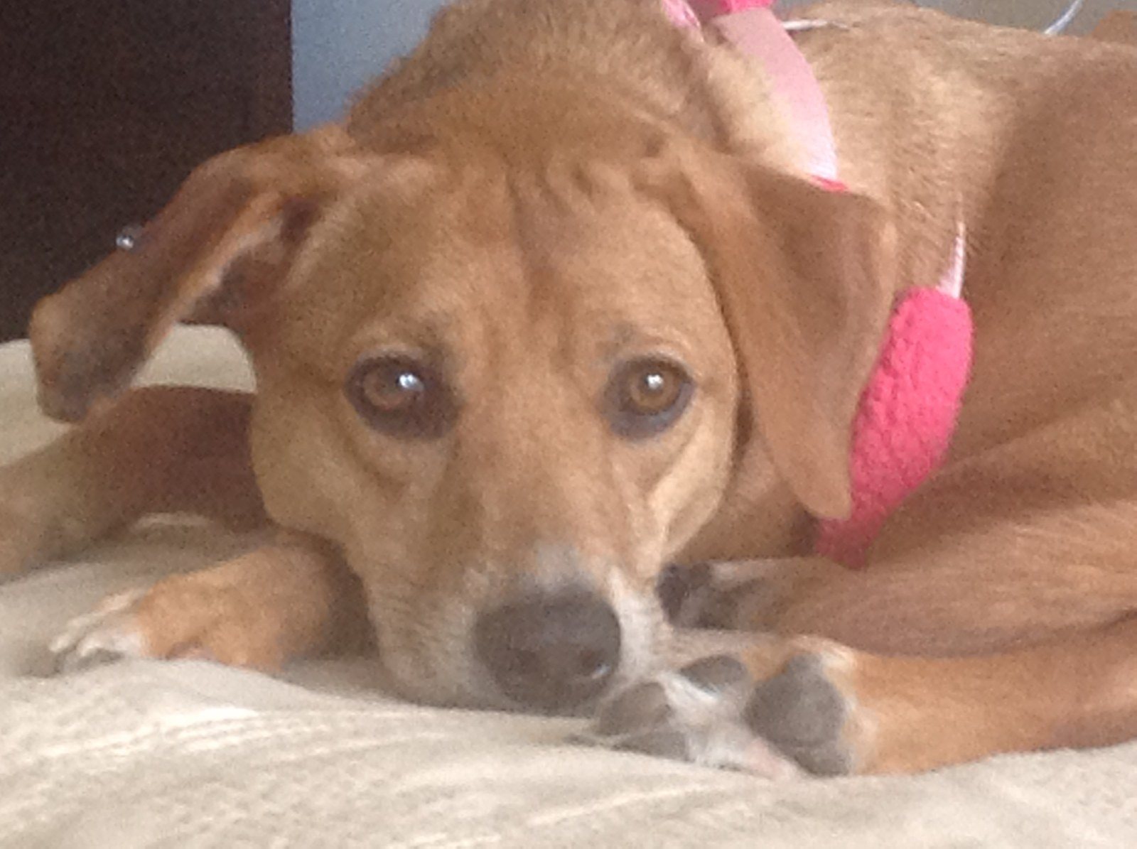 Molly At Rest