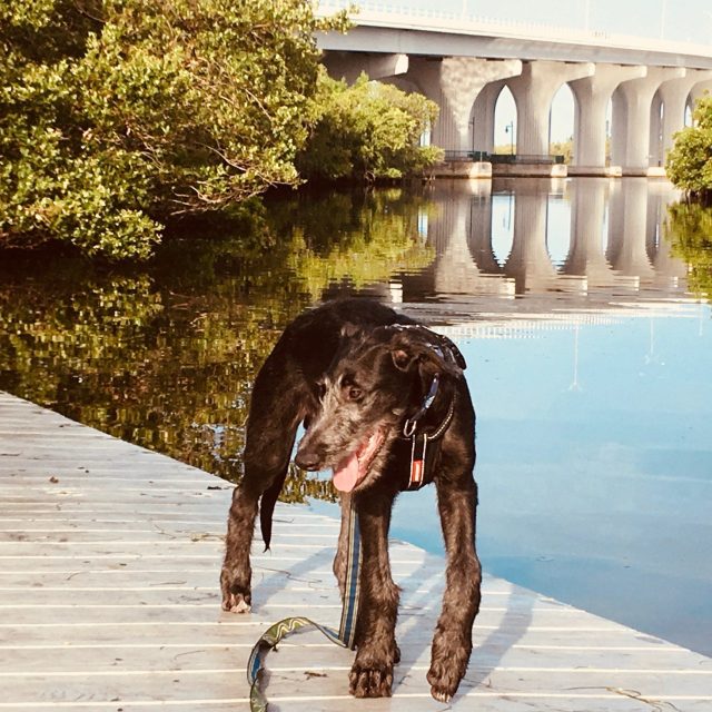 Dock Morning