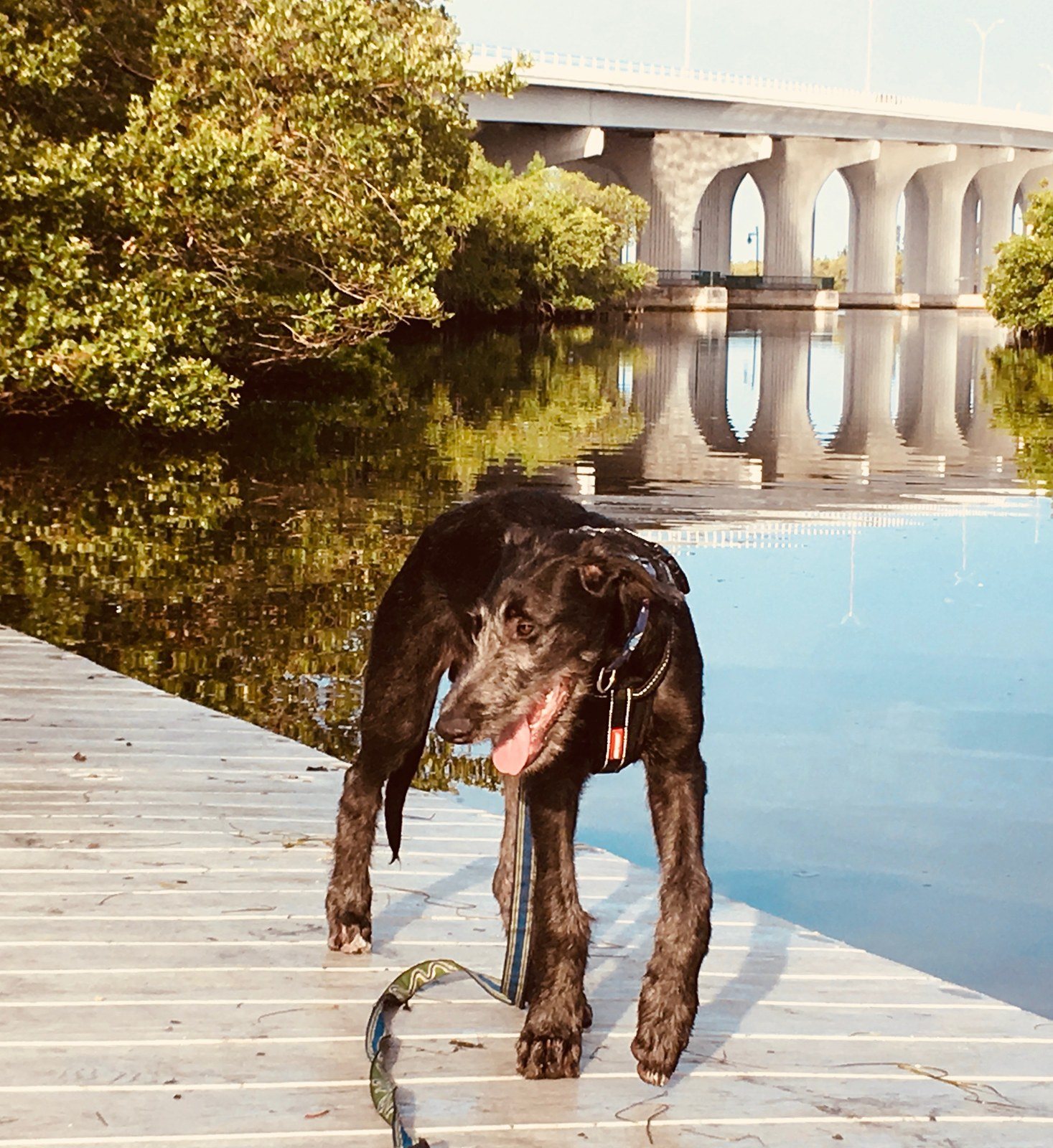 Dock Morning