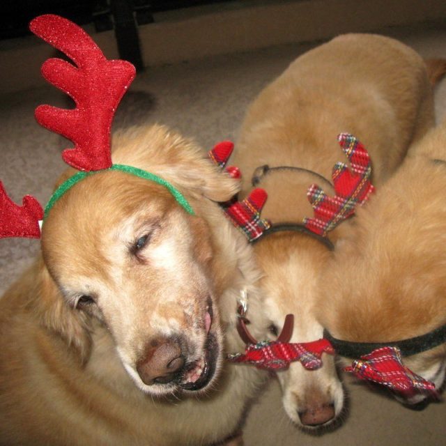 Are You Kidding Me Mom, Antlers?