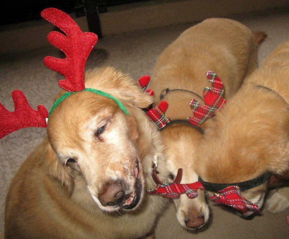 Are You Kidding Me Mom, Antlers?