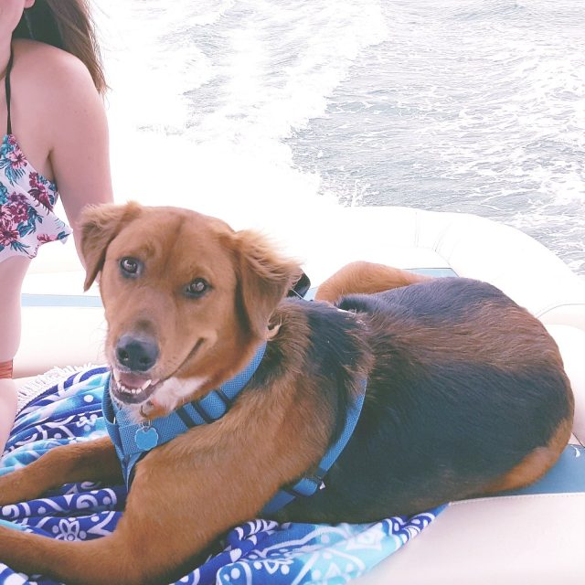 Summer Lovin