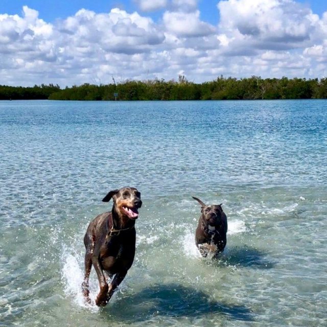 Grizzly And Paisley