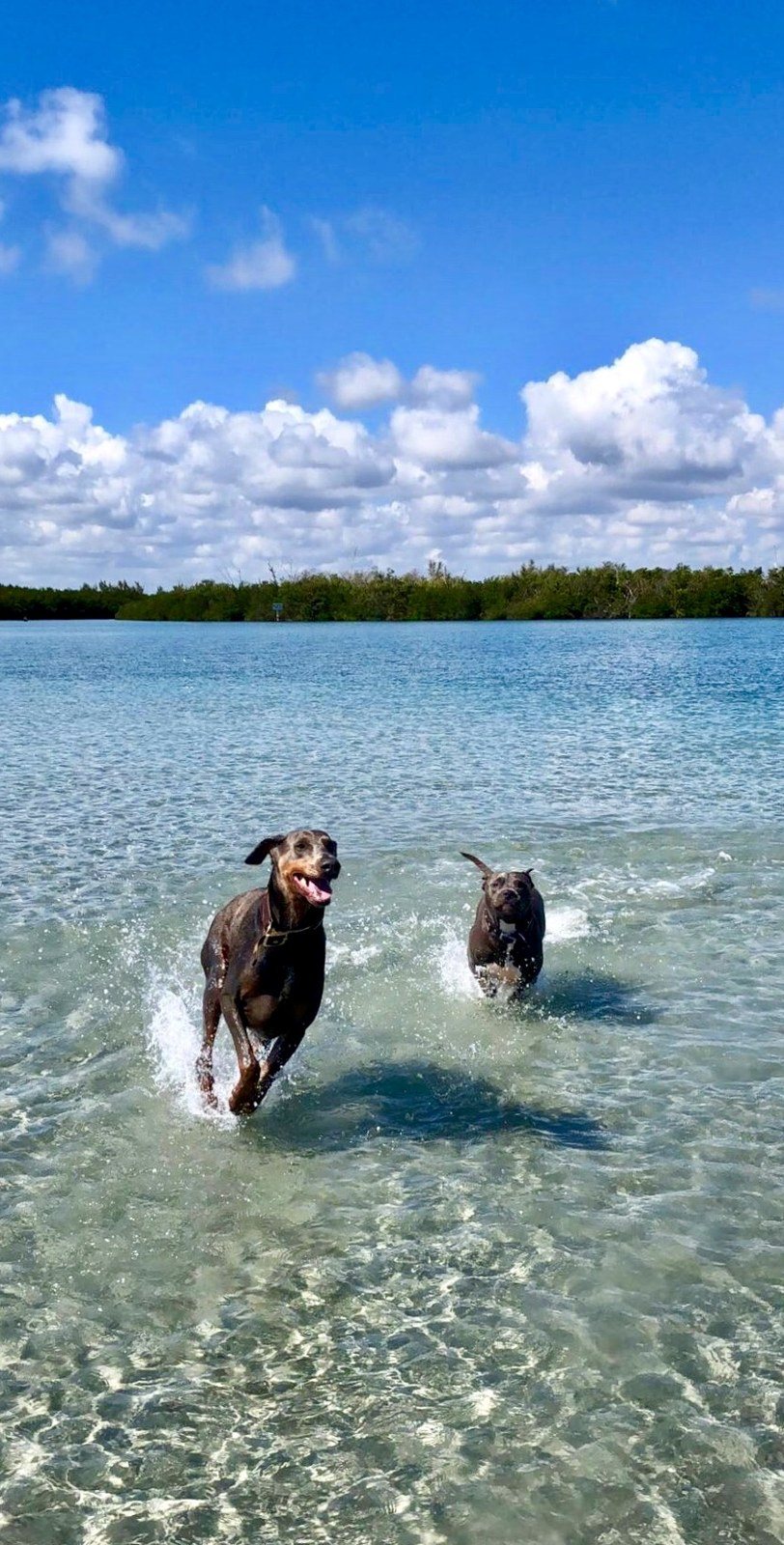 Grizzly And Paisley