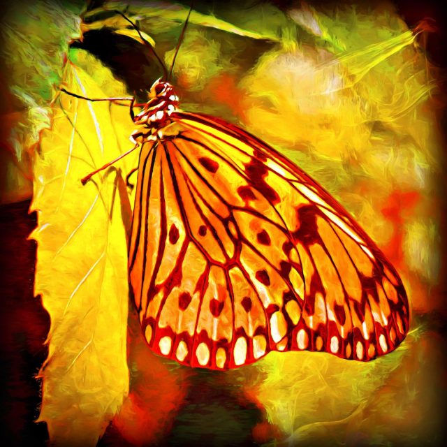 Butterfly Paradise