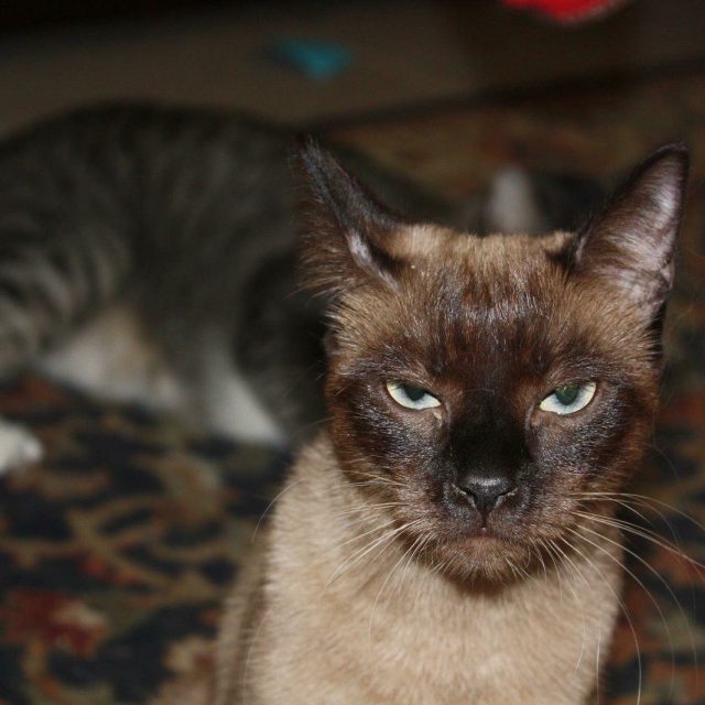 The Mad Bomber - She Jumped In Front Of The Camera And Then Was Mad About The Fl