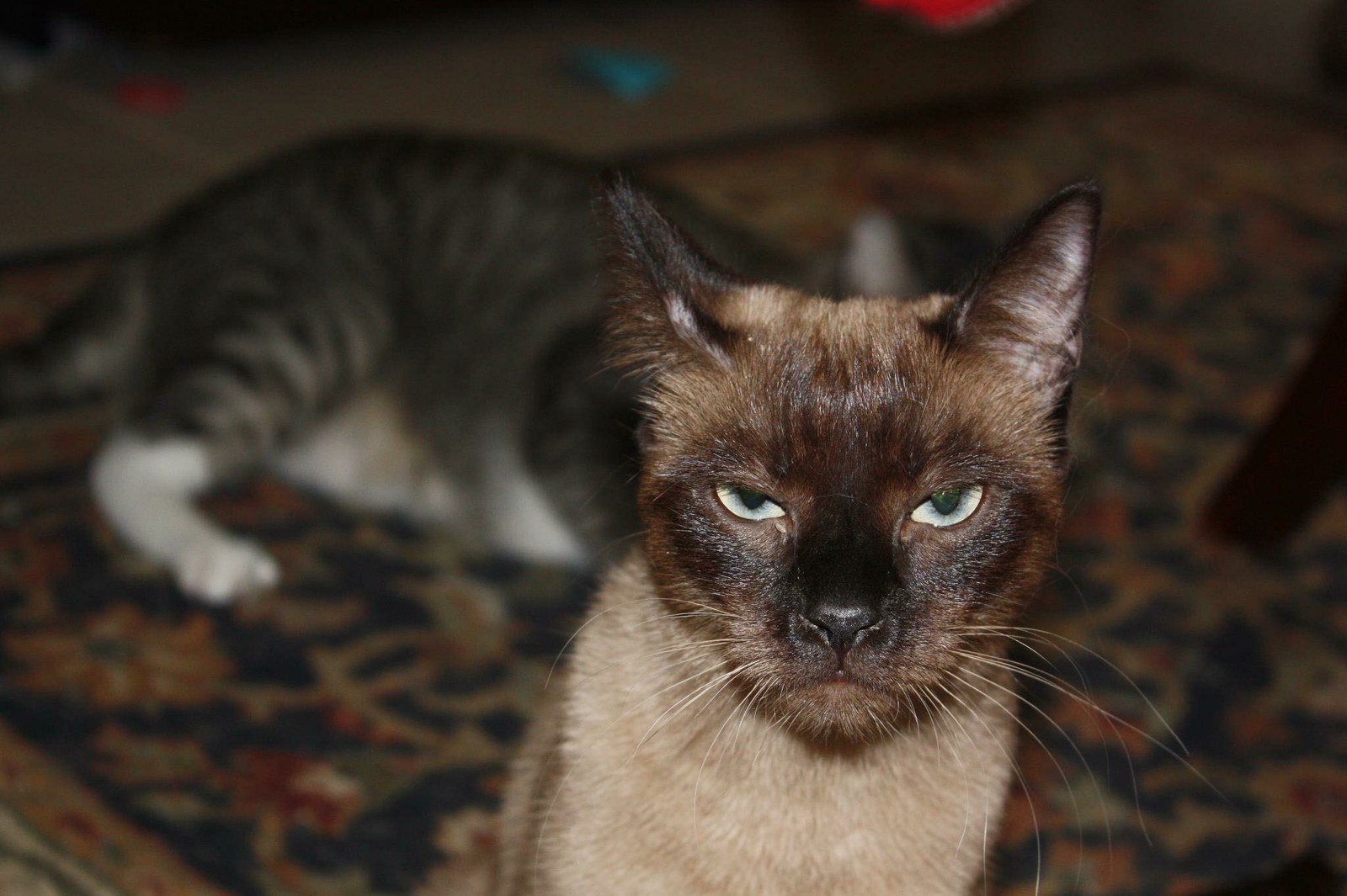 The Mad Bomber - She Jumped In Front Of The Camera And Then Was Mad About The Fl