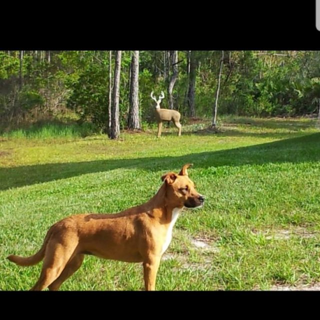 Deer, What Deer, Where, What???