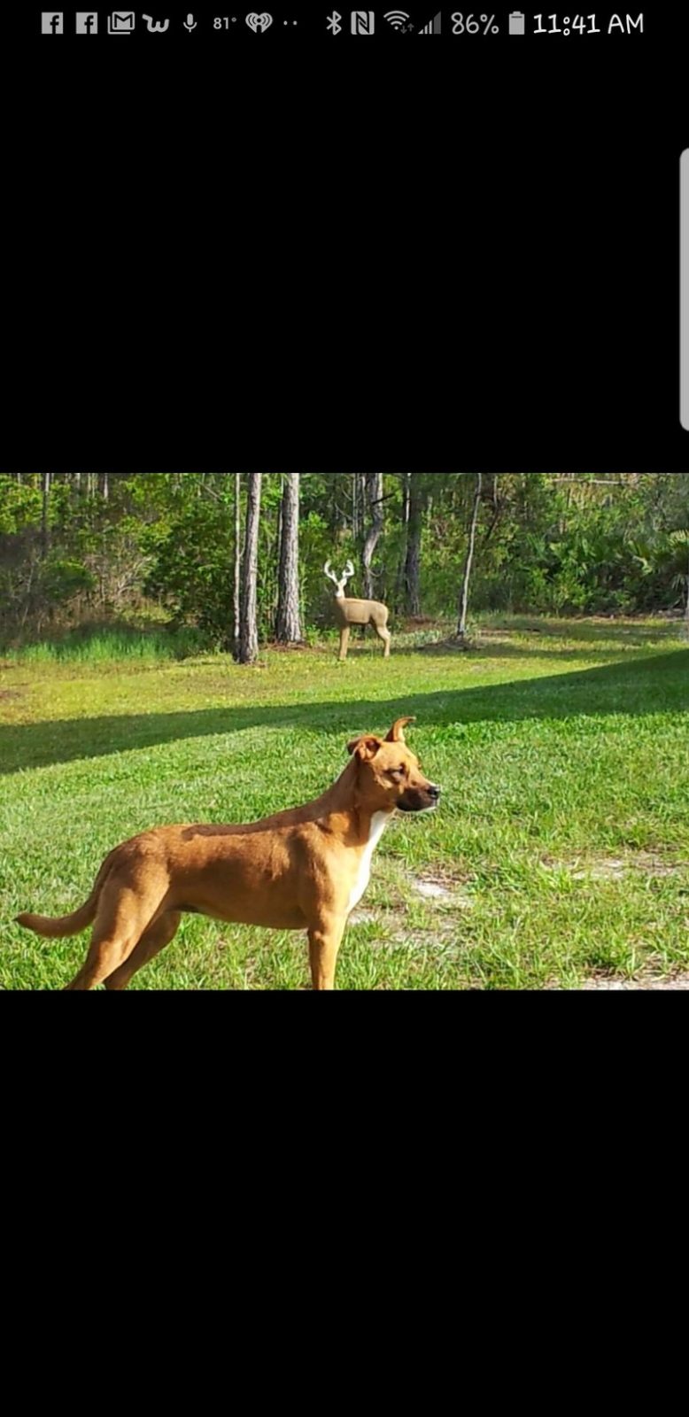 Deer, What Deer, Where, What???