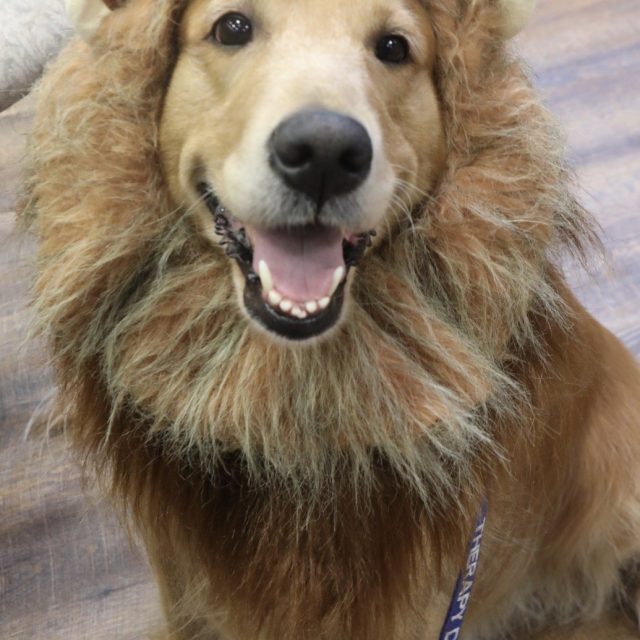 Opal The Therapy Dog