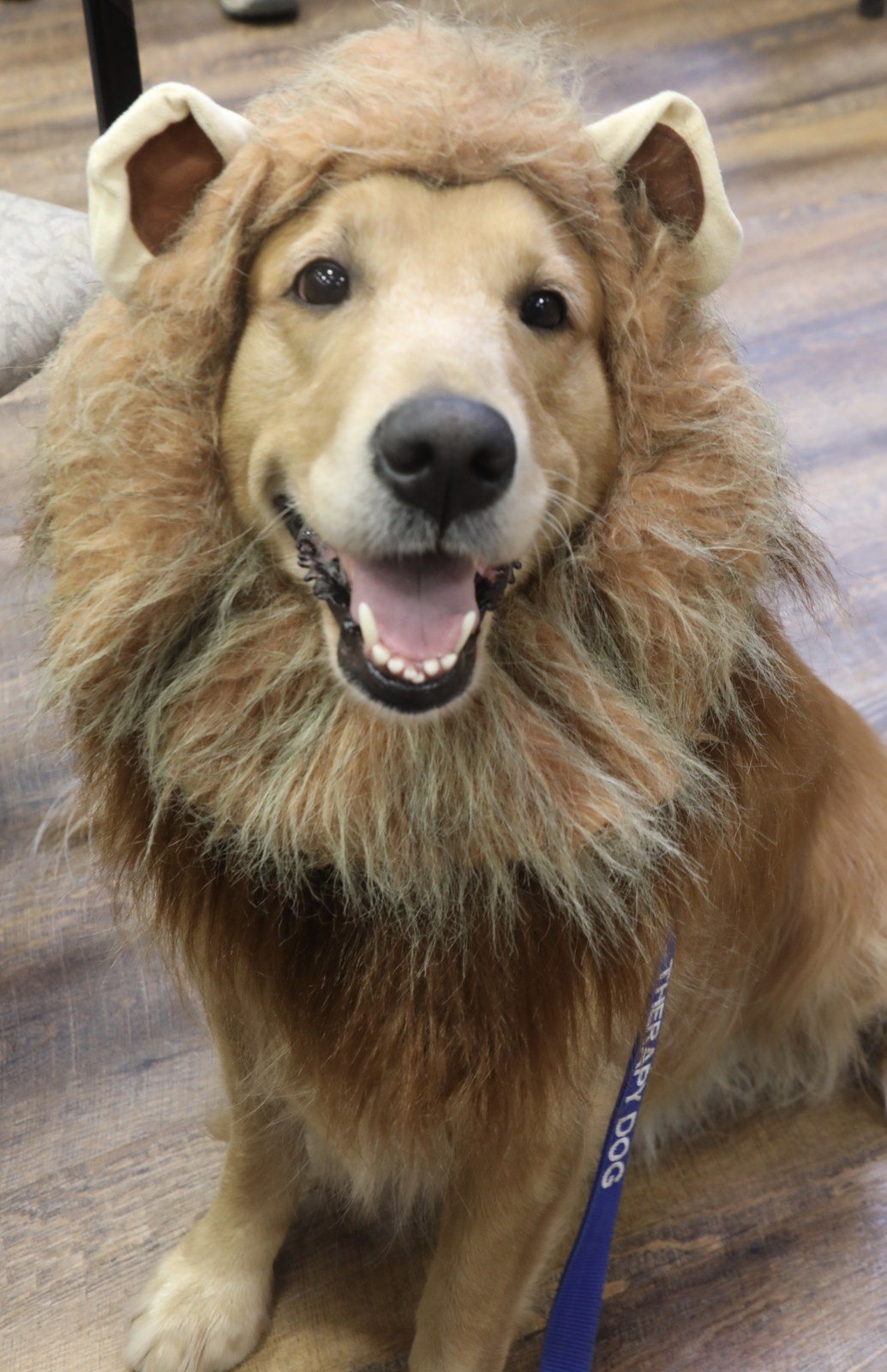 Opal The Therapy Dog