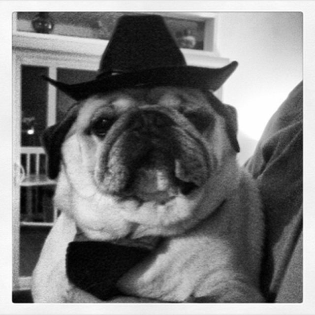 Simba The Cowpug