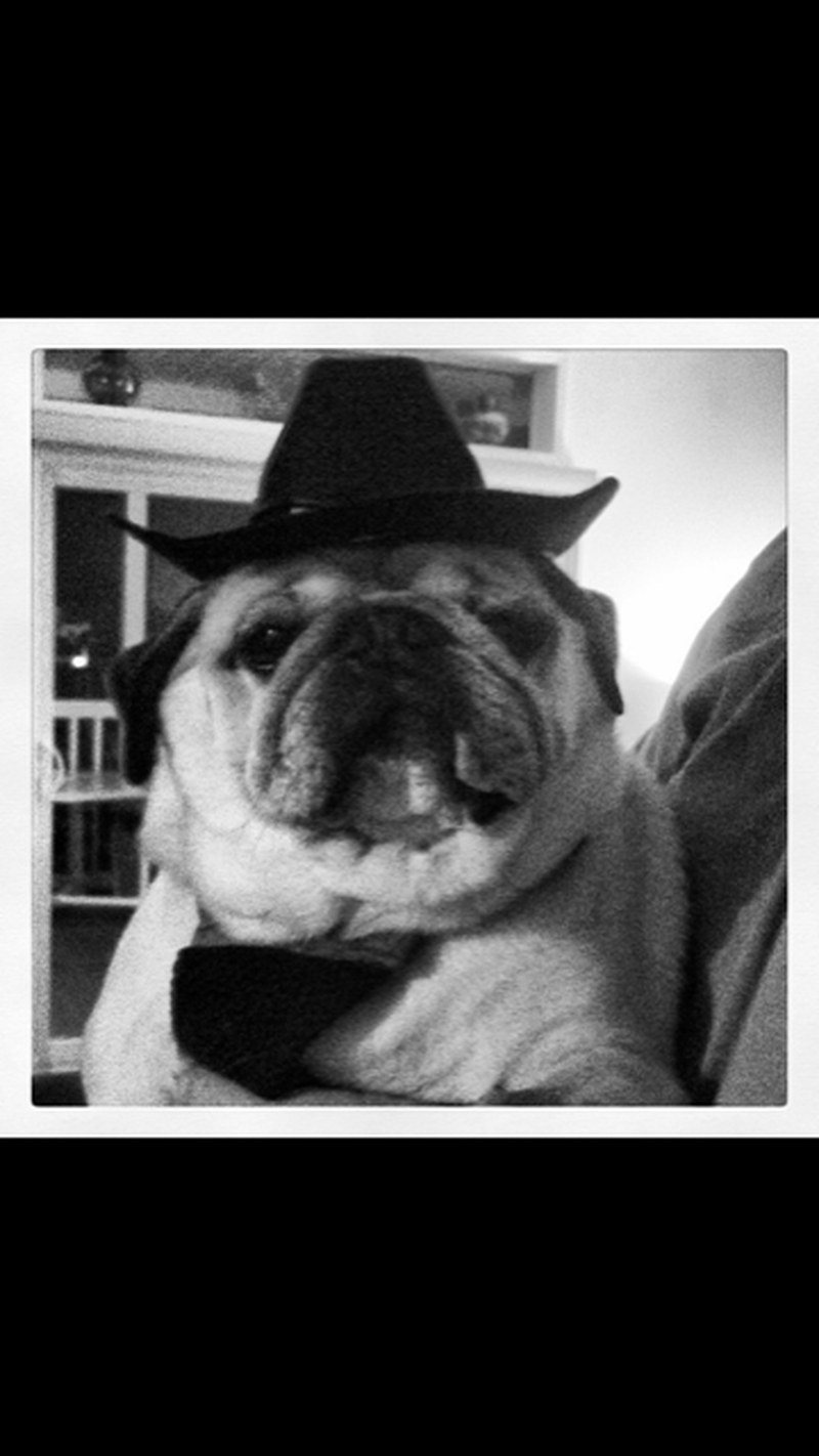 Simba The Cowpug